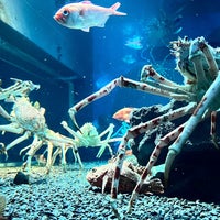 Photo taken at Osaka Aquarium Kaiyukan by Ivan on 4/6/2024