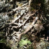 Arboretum de la Universidad Austral de Chile Fundo Teja Norte