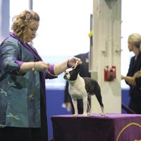 Photo taken at Westminster Kennel Club Dog Show at Piers 92/94 by Fernanda B. on 2/15/2016