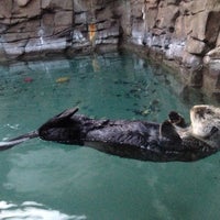 Seattle Aquarium Sea Otters - Pike Place - Seattle, WA