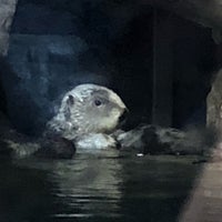 Photo taken at Sea Otter Exhibit by Bob B. on 4/27/2018