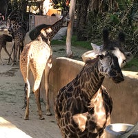 Photo taken at Giraffes by Aimee on 11/21/2017