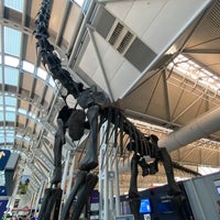 Photo taken at Brachiosaurus Altithorax by Ray Q. on 3/8/2024