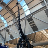 Photo taken at Brachiosaurus Altithorax by Ray Q. on 10/10/2023