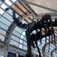 Photo taken at Brachiosaurus Altithorax by Ray Q. on 4/7/2024