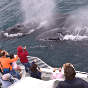 Photo taken at Condor Express Whale Watching by Condor Express Whale Watching on 8/26/2016