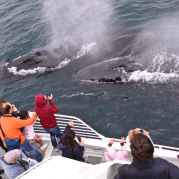 Das Foto wurde bei Condor Express Whale Watching von Condor Express Whale Watching am 8/26/2016 aufgenommen