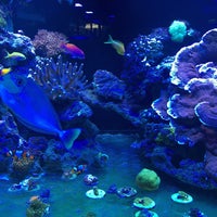 Foto tirada no(a) Strictly Fish Miami Aquarium por Nito em 8/23/2015