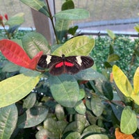 Снимок сделан в Audubon Butterfly Garden and Insectarium пользователем Charmaine D. 2/3/2024