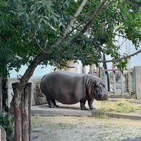Photo taken at Budapest Zoo by Vavyorka on 5/28/2024