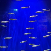 Photo taken at SEA LIFE Melbourne Aquarium by Matt F. on 3/22/2023