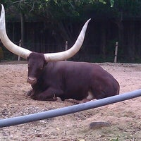 Photo taken at Ankole Cattle Exhibit by Nixon O. on 11/11/2012