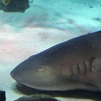 4/19/2019에 Teresa M.님이 SEA LIFE Charlotte-Concord Aquarium에서 찍은 사진