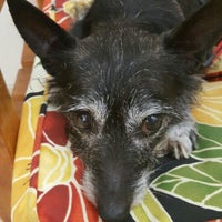 Photo taken at Dr. Domotor&amp;#39;s Animal House Veterinary Hospital by Melody Faith C. on 4/11/2016