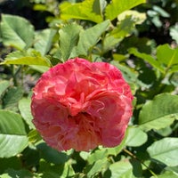 Photo taken at Whetstone Park of Roses by Jeannie on 6/27/2022