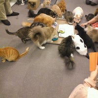 猫まるカフェ Tea Room In 錦糸町