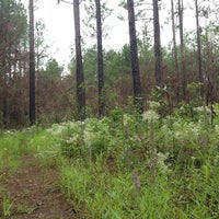 Kisatchie National Forest - Forest