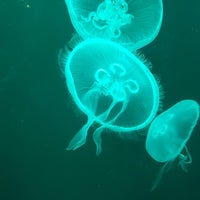 4/23/2021에 Happyfeet님이 SEA LIFE Charlotte-Concord Aquarium에서 찍은 사진