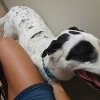 Creature Comforts Veterinary Hospital 3 Tips From 131 Visitors