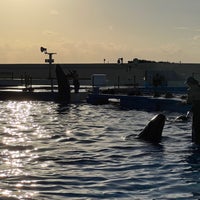 Photo taken at Dolphin Lagoon by 亀茸 カ. on 1/17/2024