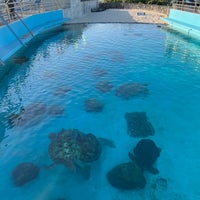 Photo taken at Sea Turtle Pool by 亀茸 カ. on 1/17/2024