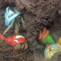 petco on 1960 and veterans memorial