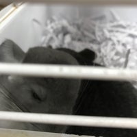 Petland puppy cheap swap meet