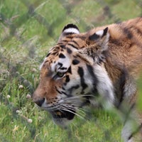 Photo taken at Knowsley Safari by Neil T. on 6/20/2021