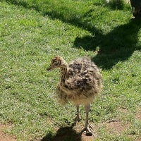 Photo taken at Ostriches by Oleg S. on 10/6/2012