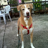 Photo taken at Dog run Soi Charansanitwong 87/1 by Peterpan on 9/6/2011