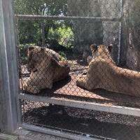 Photo taken at African lions by Jeremiah C. on 6/26/2019