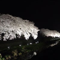 野川桜ライトアップ 調布 佐須町3