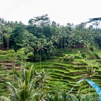 Photo taken at Tegallalang Rice Terraces by Metodi on 10/15/2016