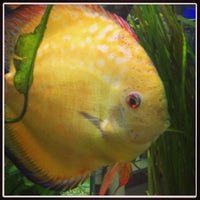 kellyville pets turtles