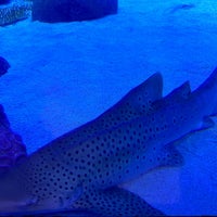 Photo taken at Emaar Aquarium &amp;amp; Underwater Zoo by Bilal Metehan Ç. on 10/21/2023