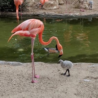 Photo taken at San Diego Zoo by TJ S. on 7/14/2018