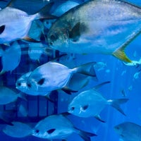 Photo taken at Dubai Aquarium by Mehri M. on 3/31/2024