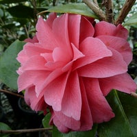 Camellia Forest Nursery Chapel Hill Nc Photo Taken At Camellia Forest Nursery By Thomas P On 3 17 2017