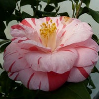 Camellia Forest Nursery Chapel Hill Nc Photo Taken At Camellia Forest Nursery By Thomas P On 3 17 2017