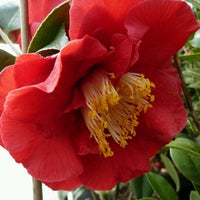 Camellia Forest Nursery Chapel Hill Nc Photo Taken At Camellia Forest Nursery By Thomas P On 3 17 2017