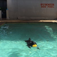 Photo taken at Summer Dog Pool by Super Nookie on 12/15/2018