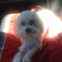 st mary's vca hospital