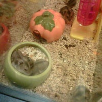 Pet Lovers Centre Pet Store In Klang