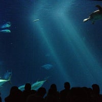 5/29/2013에 Jesse K.님이 Monterey Bay Aquarium에서 찍은 사진