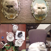 Purr Cat Cafe Club Now Closed 55 tips from Purr Cat Cafe Club Now Closed 55 tips from