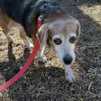 eukanuba tractor supply