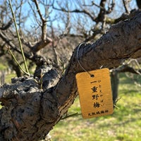 Photo taken at Osaka Castle Plum Orchard by kypexin on 3/15/2024