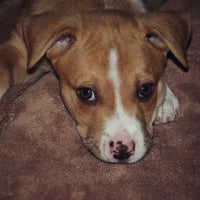 pet rescue by judy volunteer