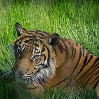 Photo taken at Big Cats by Miss R. on 6/15/2013