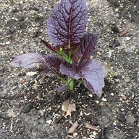 Photo taken at Lincoln Square Community Garden by Casey M. on 5/19/2018